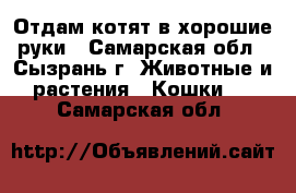 Отдам котят в хорошие руки - Самарская обл., Сызрань г. Животные и растения » Кошки   . Самарская обл.